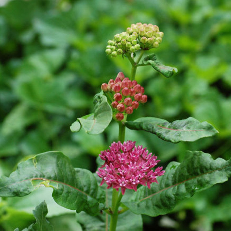 ZLKING 50 Pcs Asclepias Curassavica Rot Hohe Keimung Rate Mexikanischen Milkweed Monarch Host Anlage Blume Pflanze Für Home Garten