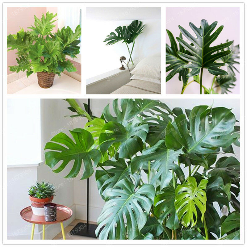 New Perennial Bonsai Plant philodendron tree flores Perennial Potted Plant Indoor Air Purification for home and garden 200pcs/b