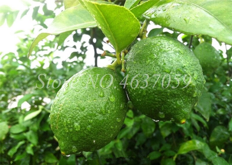 50 pièces bonsaï timon citronnier Fruit bio agrumes exotiques extérieur en pot arbres frais plante pour maison jardin fournitures facile à cultiver