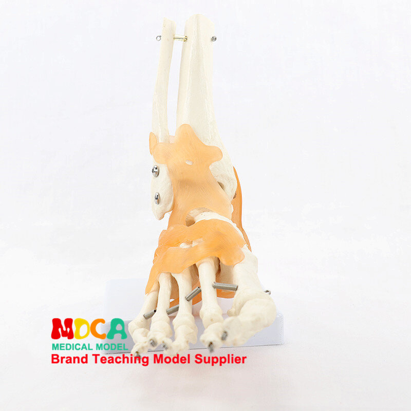 Modelo de articulação do pé em tamanho vital com ligamentos do tornozelo, esqueleto humano, modelo anatômico para aula de ciência