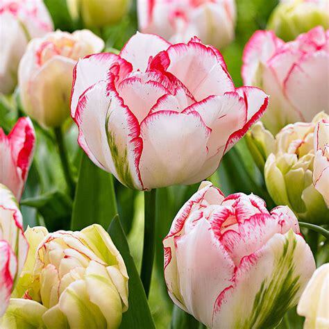 100 unids/bolsa caliente Arco Iris Tulip bonsai flores raras plantas perennes regalo para jardín de casa patio embellecer