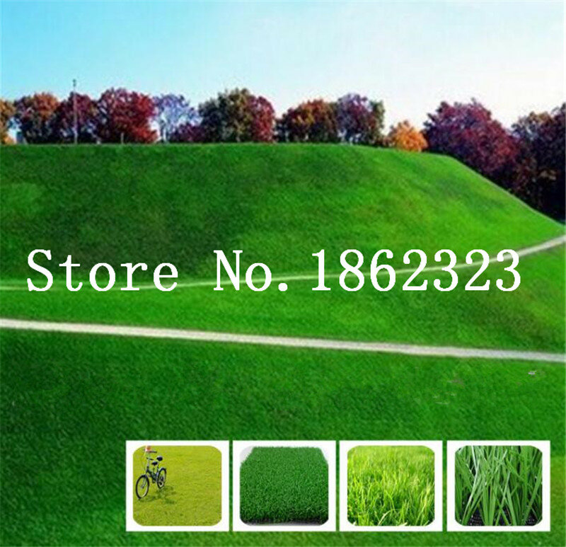 1000 Pcs Japanese Forest Grass lawn, Perennial Evergreen Lawn bonsai plant, Beautiful Garden Ornamental Plant, Easy to Grow