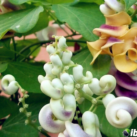 New Arrival! Great Promotions 50PCS rare Silla beautiful green Snail flower vine seed easy to grow in the home garden