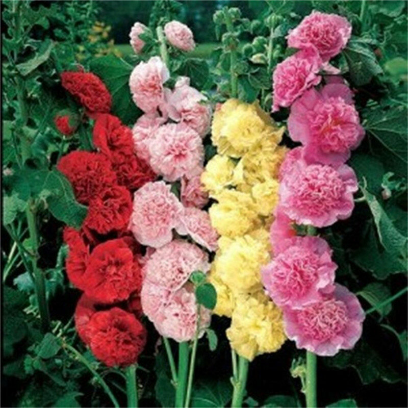 100 pcs 더블 hollyhock 꽃 다양 한 색상, 희귀 한 분재 정원 장식품 꽃 냄비 재배자, 중국 꽃 가장 인기있는
