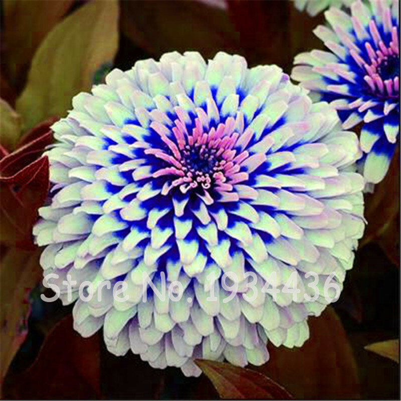 ¡Promoción! 100 piezas exóticas Zinnia 100% auténtico Pastel bonito mezclado flor perenne primavera floración plantas hogar jardín en maceta