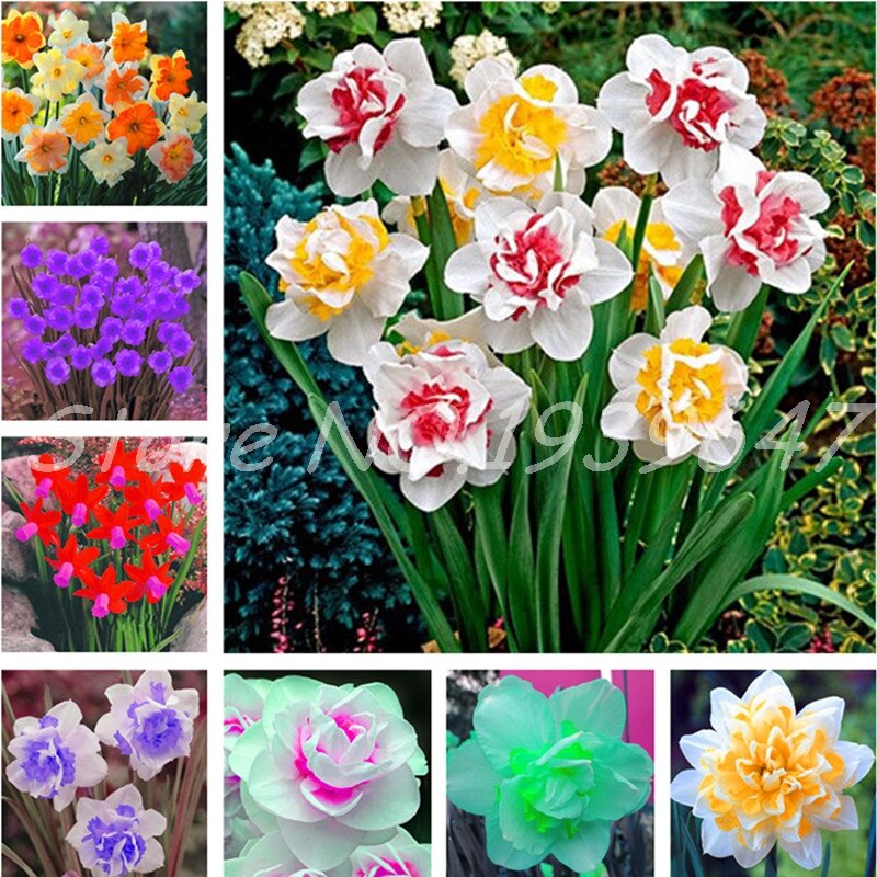 200 piezas de flores de Narciso bonsái, flor de Narciso, plantas de bonsái doble pétalos de absorción de radiación en maceta DIY planta de jardín doméstico