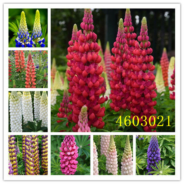 100pcs mixed Russell Luplne Lupinus Polyphyllus Flower shipping Survival rates very high lupin bonsai