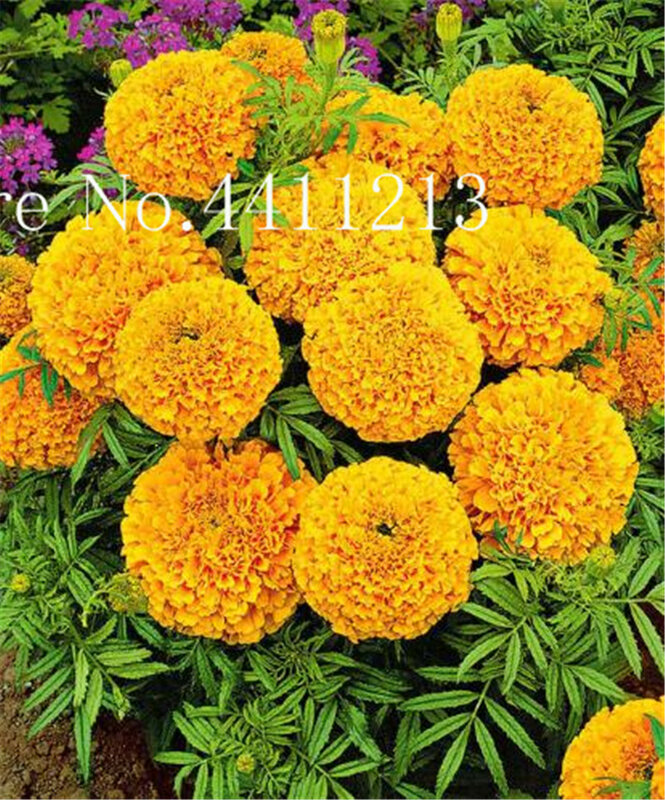 ¡Venta caliente! 100 piezas African marigold bonsai Osteospermum Ecklonis flor mitad planta perenne Jardín de la casa de plantas Bonsai