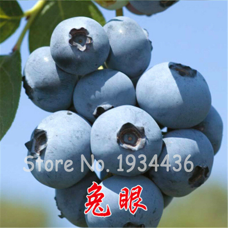 200 piezas de arándano azul rara plantones de árboles frutales de plantas Bonsai Garten Pflanzen Fiori Da Giardino de herencia orgánica Frutas tropicales