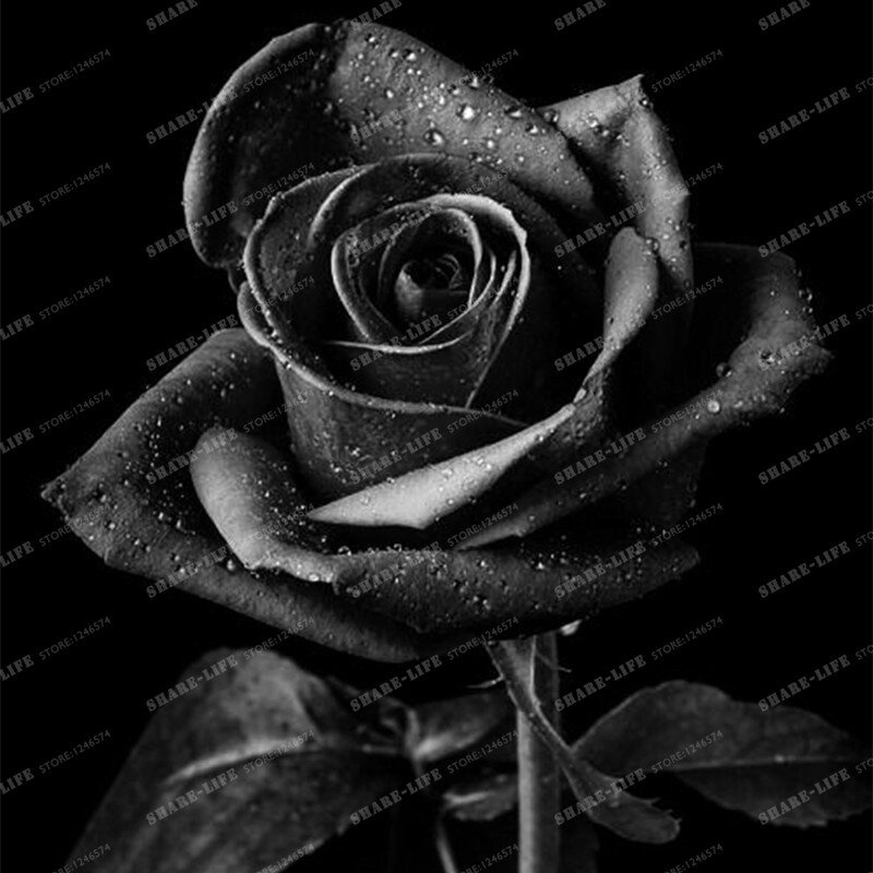 100 шт. редкие семена розы Black Rose цветок с красный край Редкие Роза Цветы Семена для сада Карликовые деревья посадки дома сад завод