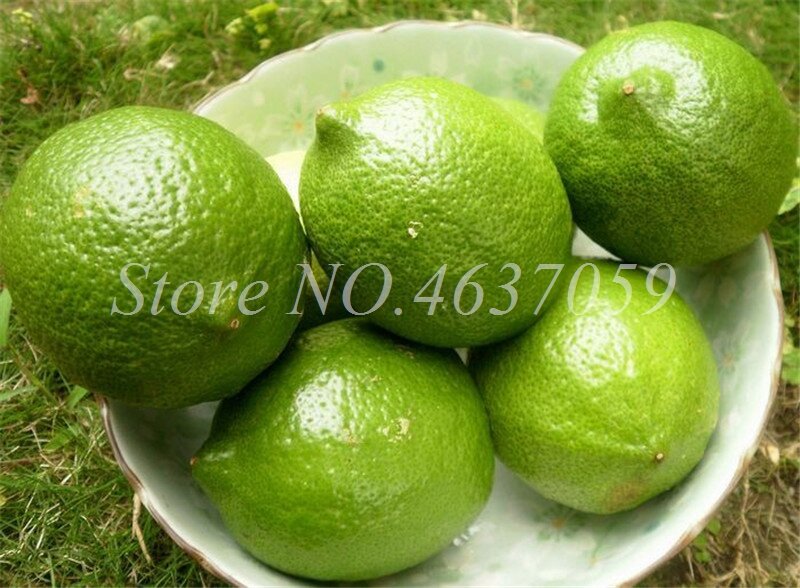 50 Pcs Bonsai Drawf Lemon Tree Organic Fruit Exotic Citrus Outdoor Potted Trees Fresh Plant For Home Garden Supplies Easy Grow