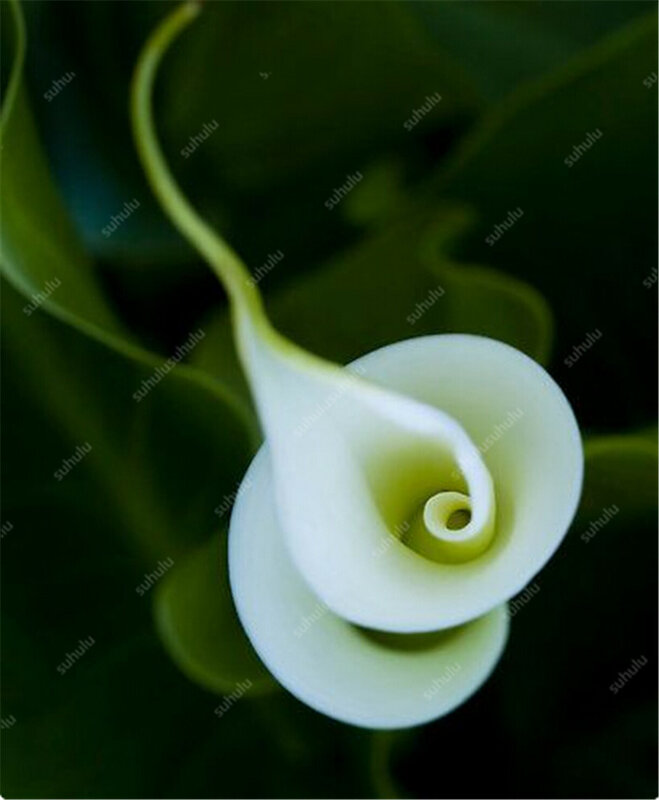 100 pièces Calla Lily bonsaï Importées de Hollande, Lis De Fleurs plantes, Plantes Rares Fleurs Jardinage bricolage Fournitures De Jardin