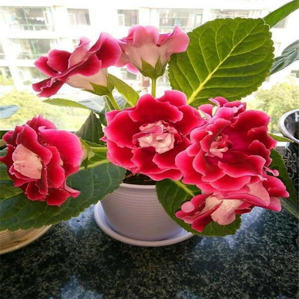 Sale at a loss 100 pcs Imported Gloxinia Plant Bonsai Perennial Sinningia Gloxinia Flower for Home Garden Pot Easy to Grow 