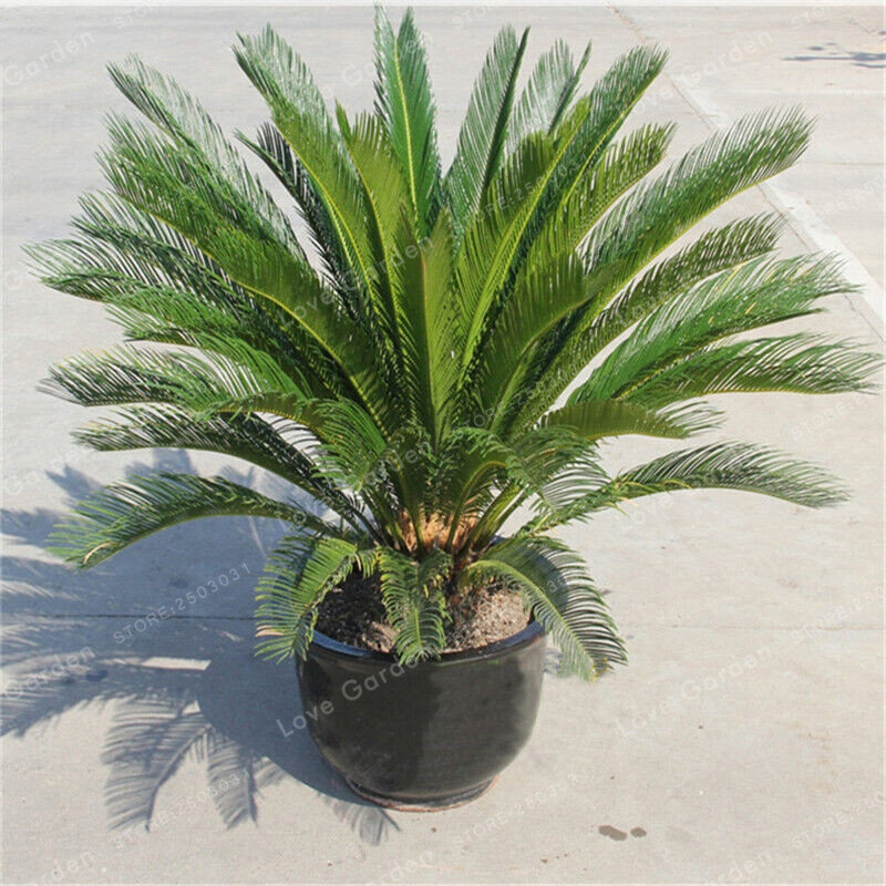 Cycas Bonsai Potted Balcony Planting Bag Potted Flower Bonsai Cycads Tree For Home Garden Big Bonsai 1 Pcs Potted plant