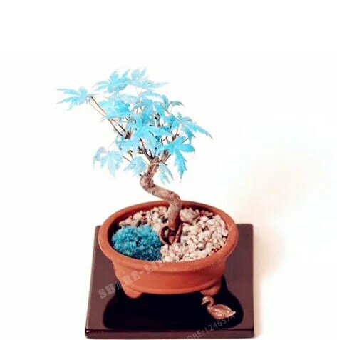 Rare Blue Maple Seeds Bonsai Tree Plants Pot Suit for DIY Home Garden Japanese Maple Seeds 20 Pcs Balcony Plants Free Shipping