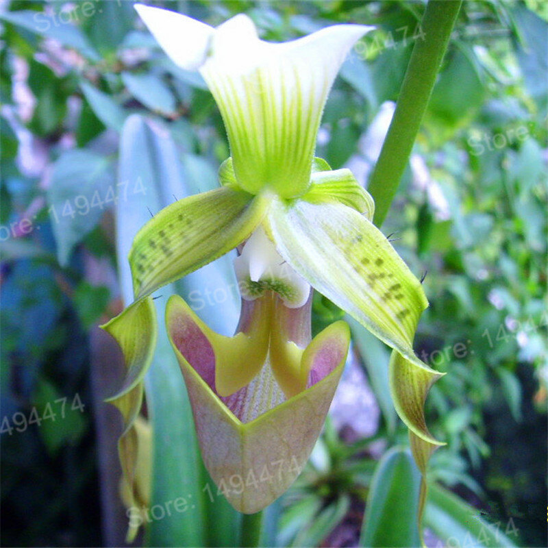 200 unids/bolsa orquídea rara flores, rara orquídea de bonsái planta plantas cara de mono flor crecimiento Natural bonsai para el hogar g