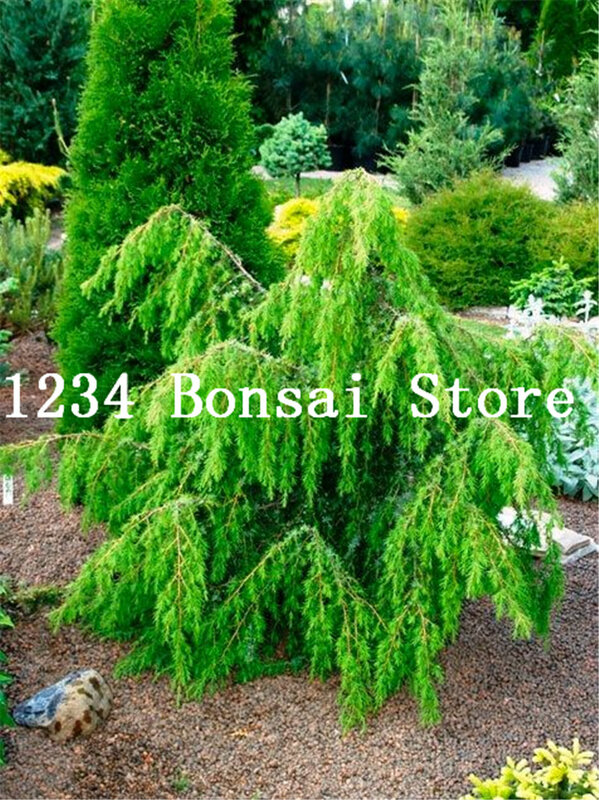 ¡Venta caliente! 50 piezas de árbol de abeto azul de Colorado bonsais Picea árbol en maceta bonsái patio jardín bonsái planta de pino Ornamental bonsái
