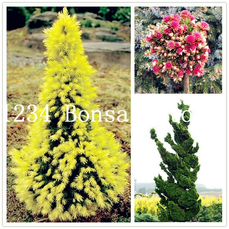Hot Sale! 50 Pcs Colorado Blue Spruce Tree bonsais Picea Tree Potted Bonsai Courtyard Garden Bonsai Plant Pine Ornamental Bonsai