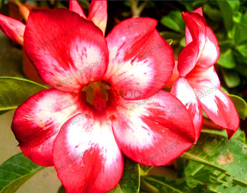 Seltene MISCHFARBEN Wüste Rose mit Feuer Rot Herz Blume, 5 teile/paket, bonsai anlage für home garten.