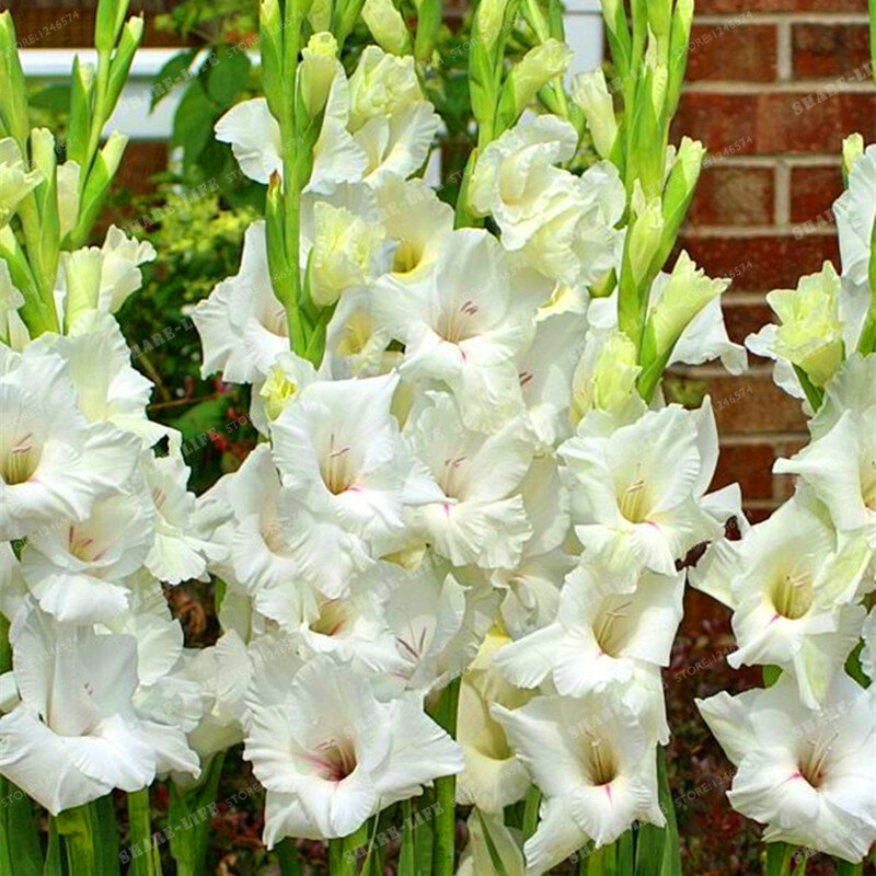 100pcs 9 Colors Gladiolus Seeds Gladiolus Flower Seeds 95% Germination, DIY Aerobic potted Plants Rare Sword Lily Seeds