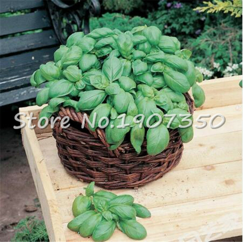 Purple Basil Bonsai Sweet Ocimum Basilicum Bonsai Ocimum Basilicum And Medicinal Herb Organic Home Garden Planting 200 Pcs