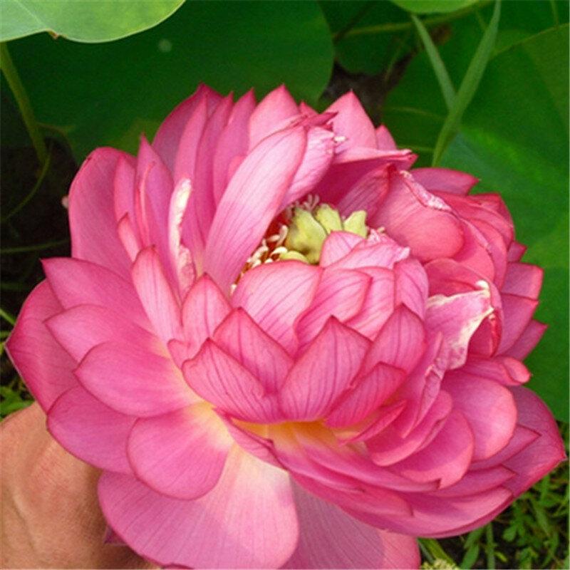 5 pcs 일본 그릇 연꽃 이국적인 수련 수생 수경 식물, 희귀 한 꽃 분재 공장 홈 정원 diy 공장