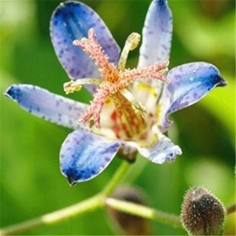 10 шт. импортная жаба Лилия Открытый Очаровательный многолетний бонсай в горшке Лилия Цветок ландшафтный сад растение (da hua xuan cao)