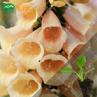Dedaleira flor bonsai mudas de bonsais lings Queda Estações tipos de flores em vasos de plantas 10 pcs