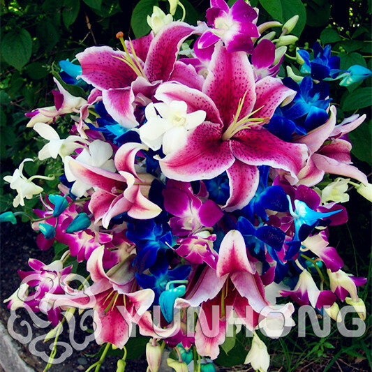 Gorąca sprzedaż prawdziwe Lily bonsai 24 kolory, (lily roślin), kwiat Lilium roślin, słaby strona zawiera informacje, recenzje, nuty perfumowe, zdjęcia, reklamy, plakaty doniczka do Bonsai roślin dla domu gGarden-50 sztuk