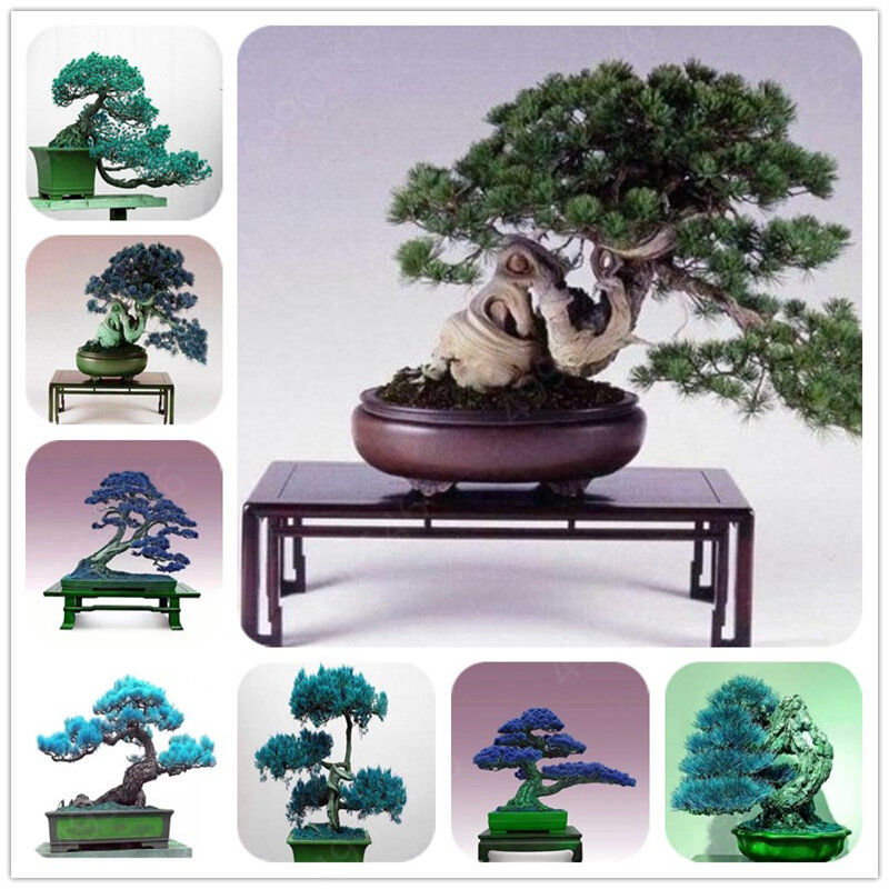 20 piezas mezcladas de pino negro natural de interior bonsái árbol de madera plantas perennes para el hogar Decoración de jardín mejor embalaje envío gratis
