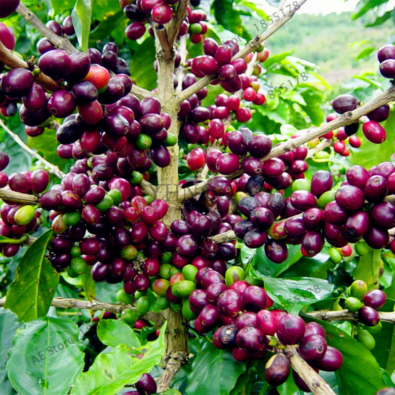 10pcs/bag coffee bean flores organic fruit plantas vegetables Refreshing bonsai plant for home and garden