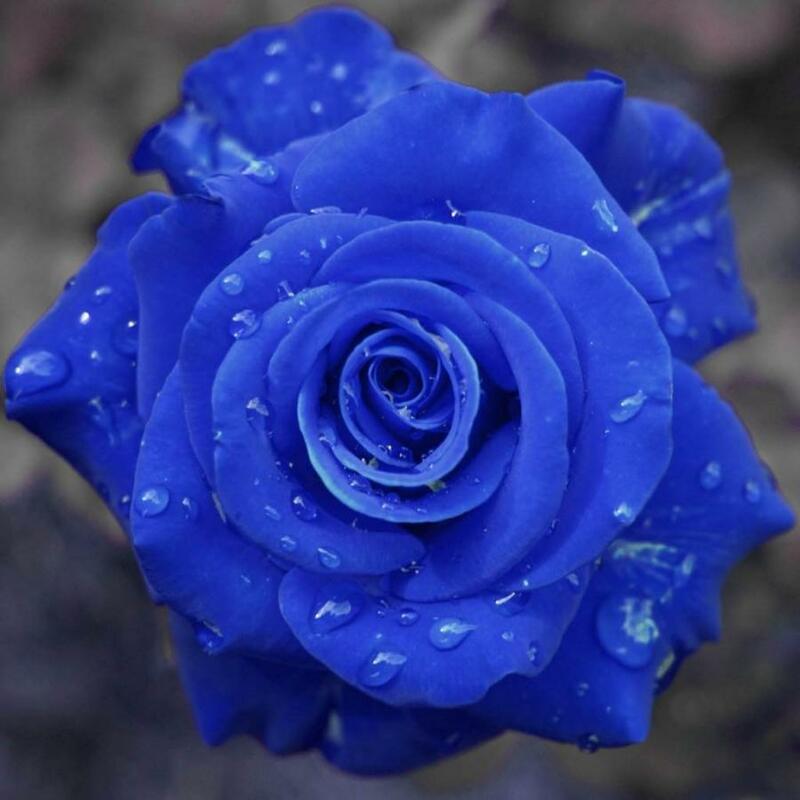 100 шт редкая Роза бонсай Черная роза цветок с красным краем Редкие розы цветы бонсай для сада посадка бонсай