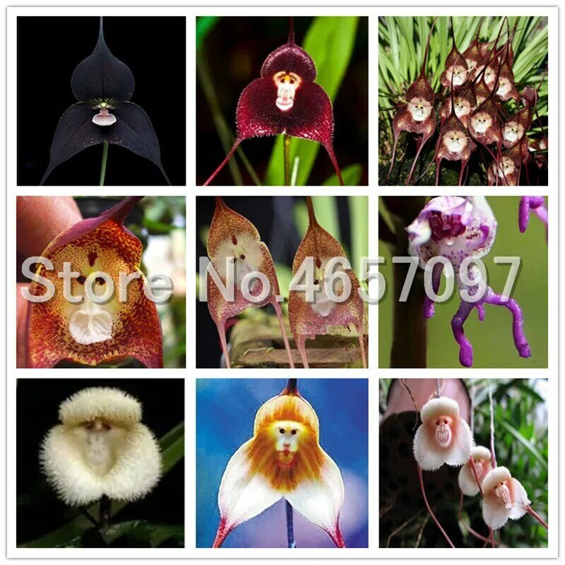 Bestselling! 100pcs Rare Orchid plant ,Beautiful Monkey Face Orchids Bonsai Multiple Varieties Bonsai plant Radiation Absorption