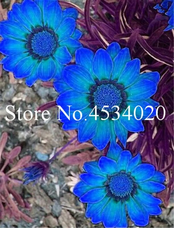 100% 진짜 혼합 색상 gazania 꽃 분재 꽃 희귀 국화 화분 식물 분재 나무 200 개/가방