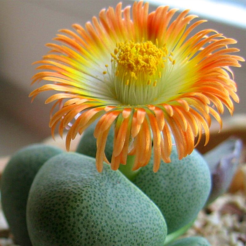 100 шт микс литопс бонсай живые камни цветок сочный кактус органическое растение для домашнего сада