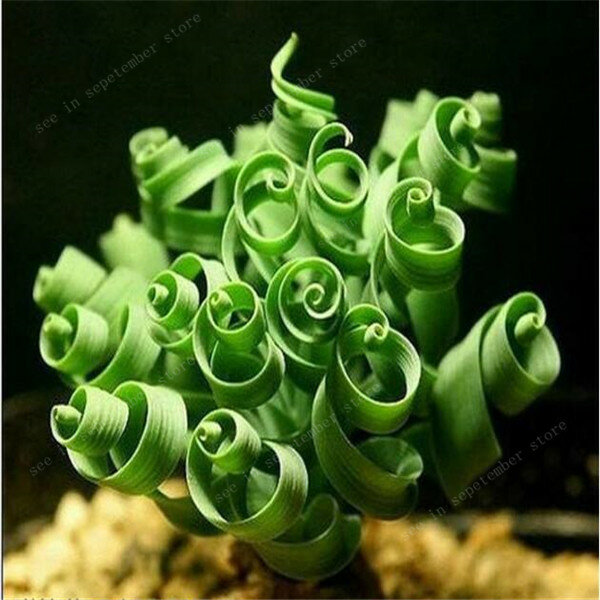 ¡Venta! 500 piezas espiral hierba planta hierba suculenta DIY jardín con macetas de bonsáis familia exóticas plantas ornamentales primavera hierba