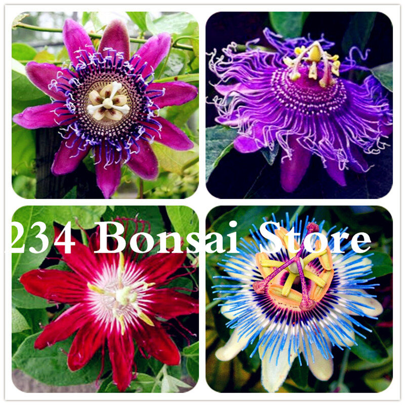 100 pcs 열정 꽃 식물 화분 분재 희귀 한 꽃 식물 passiflora 가정 정원 안뜰에 대한 관상용 식물 무료 배송