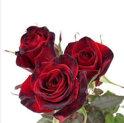 200 sztuk mieszane styl rzadkie rośliny Decor wielu-kolory Rose piwonia kwiat nasiona