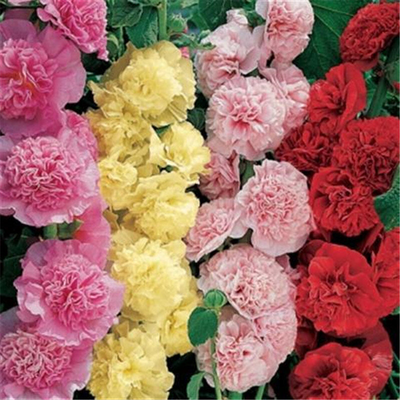 100 pcs 더블 hollyhock 꽃 다양 한 색상, 희귀 한 분재 정원 장식품 꽃 냄비 재배자, 중국 꽃 가장 인기있는