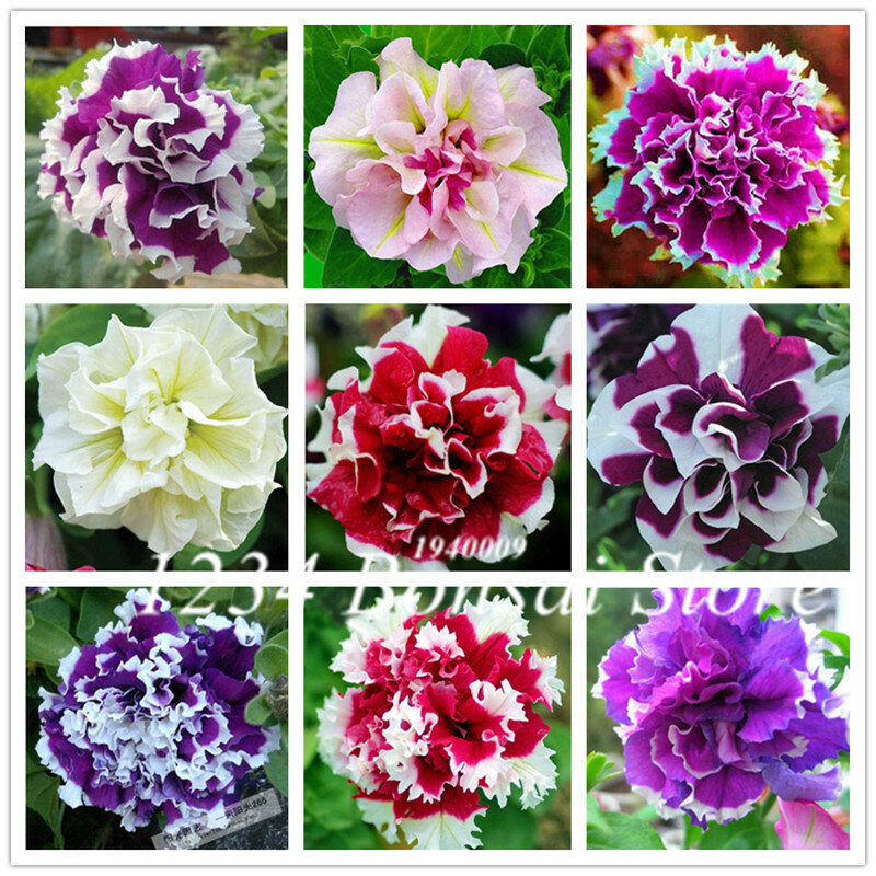 100 unids/bolsa de color mixto de Petunia bonsai exóticas flores colgando Petunia pétalos flor flores jardín Petunia plantas