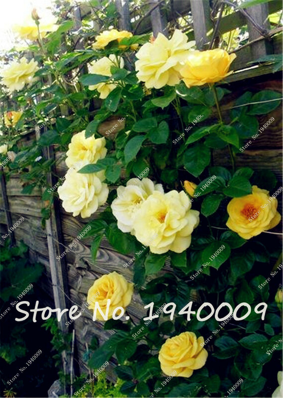 50 Pcs Climbing Roses flower seedling, Mix-color Climbing Plants, Chinese Flower Plant For Garden Planting Best Gift for Lover