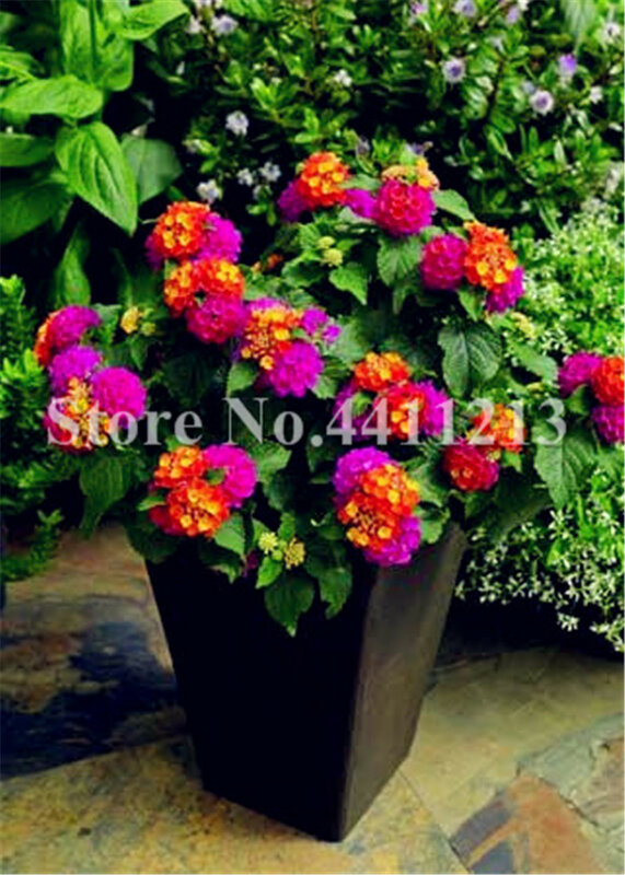 Offre spéciale 100 pièces verveine hybrida bonsaï, verveine en pot, plantes à fleurs vivaces d'intérieur à base de plantes pour la plantation de maison et de jardin