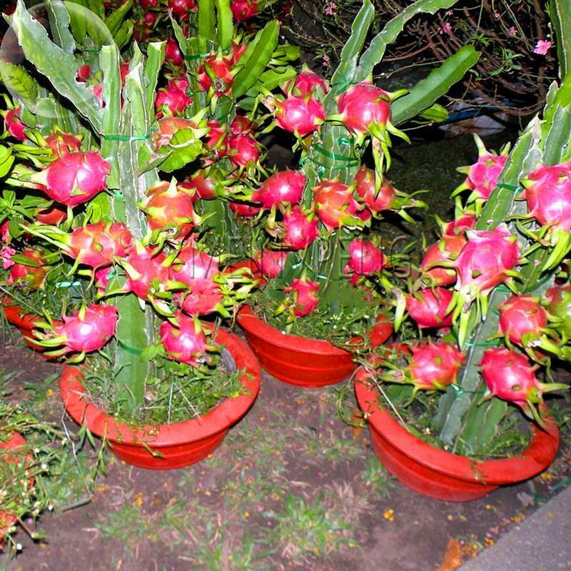 500 pcs/ bag Imported Red Pitaya plant Japanese Juicy Non-GMO Bonsai Dragon Fruit Home Garden Potted DIY Easy to Grow
