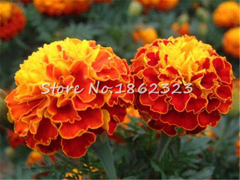 200 pièces Marigold bonsaï Rare intérieur bonsaï plante chrysanthème fleurs plantes quatre saisons cour jardin chrysanthème plantas