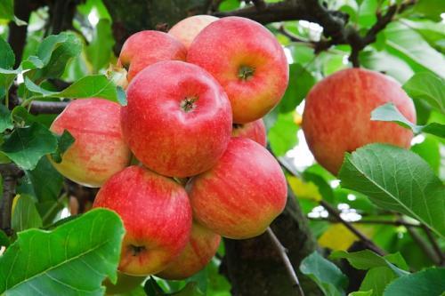 30 pc 희귀 화이트 애플 분재 과일 나무 분재 애플 다년생 화분 diy 홈 정원 심기