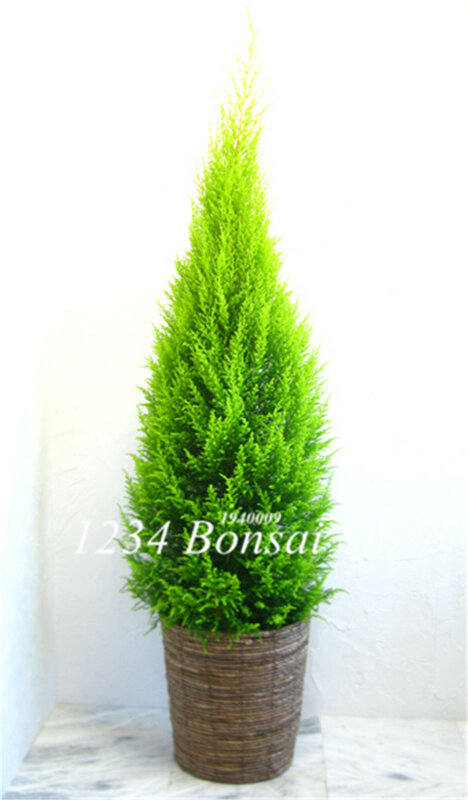 100 pcs 노송 나무 식물 희귀 한 platycladus oritalis 동양 arborvitae 식물 conifer 식물 diy 가정 정원 식물 분재