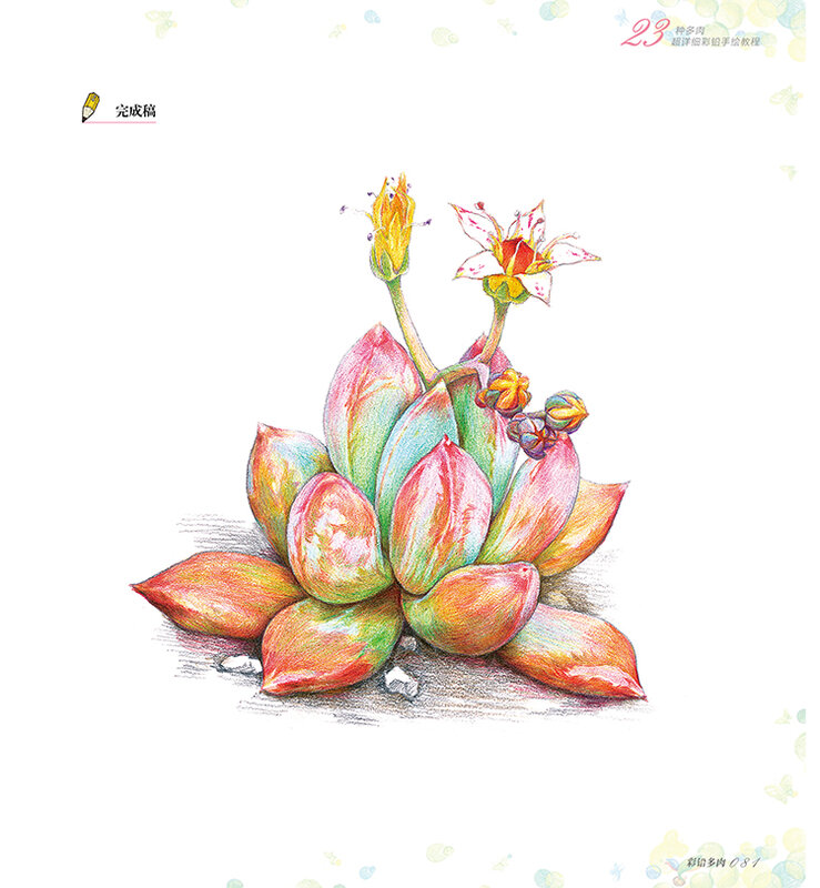 Nieuwe Kleur Potlood Basics Tutorial Boek: Leren 23 Stijl Vetplanten Art Boek