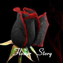200 pièces mystérieux noir Rose bonsaï fleur plante bonsais belle noir Rose