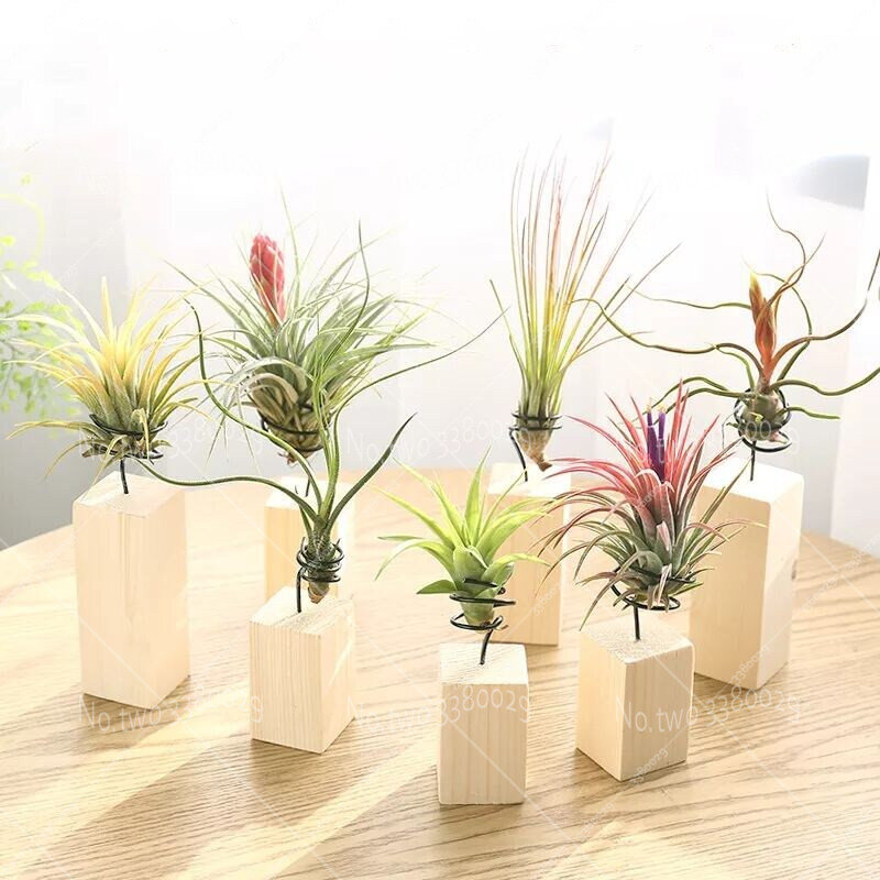 100 sztuk/worek powietrze ananas kwiat bonsai rośliny wieloletnie kryty soczyste rośliny rzadko piękny kwiat dla rośliny domowe ogrodowe