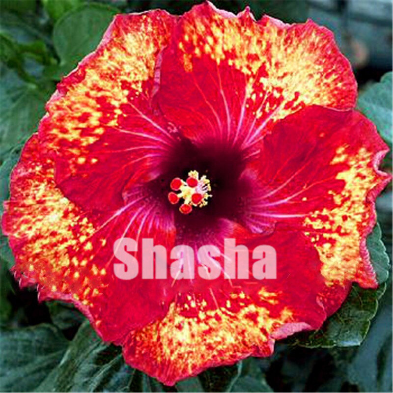 Sale ! 200 Pcs Giant Hibiscus Flower flores Chinese DIY Plant Hibiscus Bonsai Best Gift For Your Kids Easy Grow Home Garden